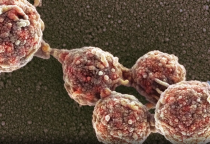 Zbulohet bakteri i parë “zombi”, jeton në ADN-në e një specie tjetër