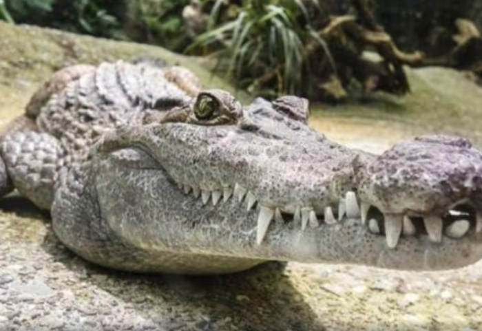 Kundër kalimit të paligjshëm dhe kriminalitetit, ky vend “rekruton” gjarpërinj dhe krokodilë për të mbrojtur kufijtë