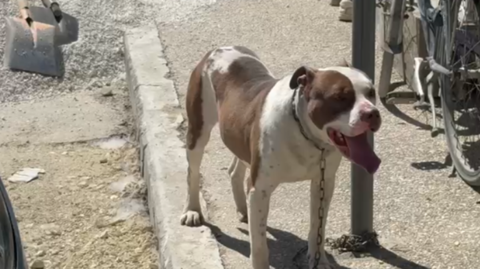 E rëndë në Vlorë, vajza e mitur kafshohet nga qeni në Lungomare