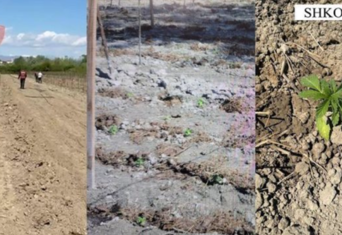 Goditen në “Fazën e Parë”, kapen babë e bir që kultivonin kanabis