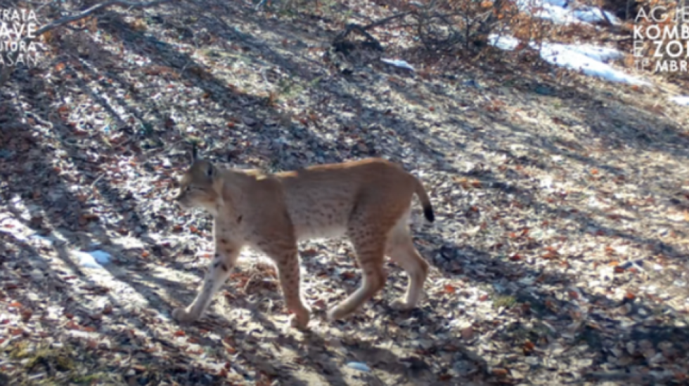 Rishfaqet grabitqari mahnitës në parkun e Shebenikut