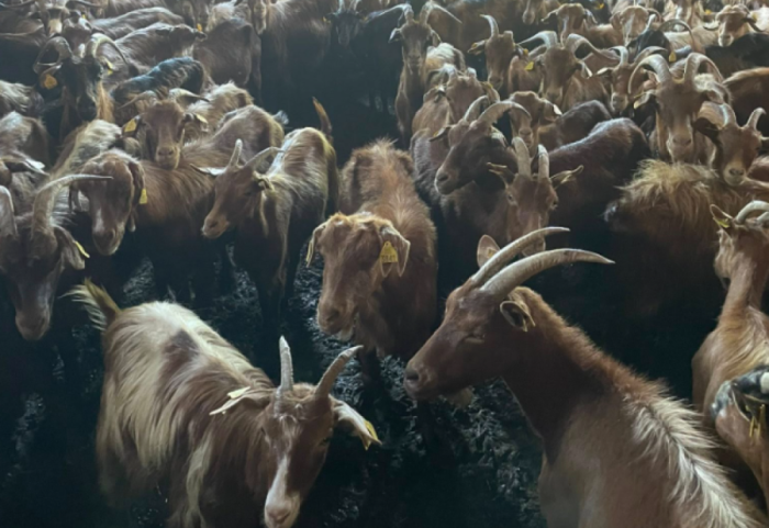 Murtaja e të imtave shfaqet në Bulqizë, asgjësohen 220 krerë dhi në Shupenzë