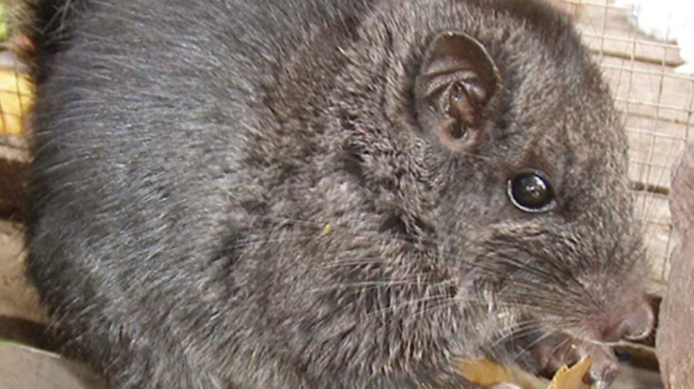 Specia që cilësohej e zhdukur prej 11 milionë vitesh, shitej si ushqim në tregjet e Laosit