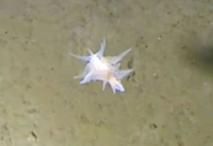 Krijesa misterioze në 9 mijë metër thellësi, shkencëtarët nuk arrijnë ta klasifikojnë