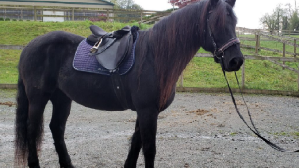 E goditi kali, humb jetën 65 vjeçari në Dibër