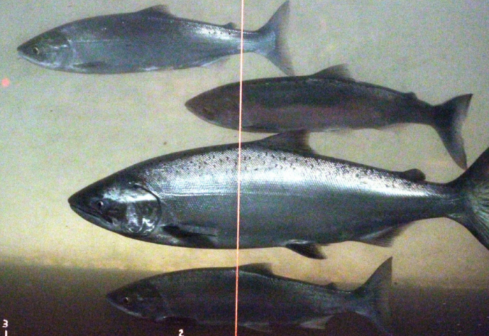 Efekti i kokainës te salmonët, studimi: Po lëvizin më shumë, janë në rrezik