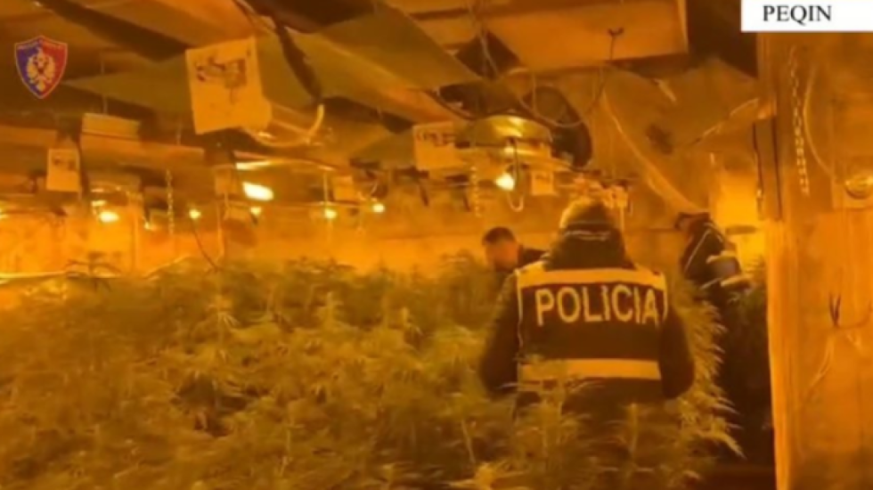 “Ferma” e kanabisit në Peqin, përjashtohen nga policia 7 efektivë