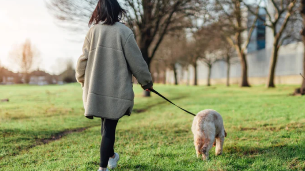 Puna e ëndrrave në Angli, 68.000 euro rrogë dhe akomodim në vilë… për t’u kujdesur për qenin