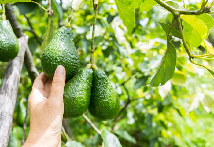 Fruti “trendy” që ka shumë përfitime, por edhe disa të meta